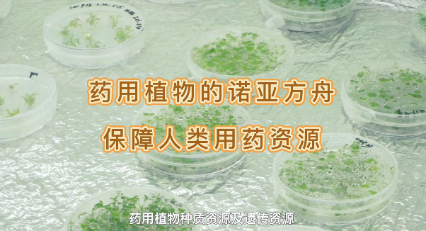 ҩ��ֲ���ŵ�Ƿ��ۣ�����������������������ҩ����Դ